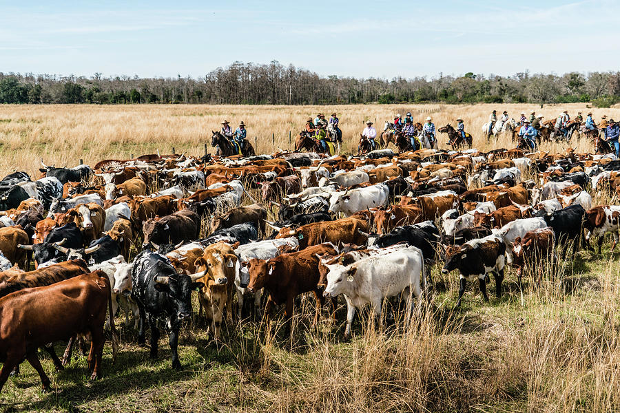 Great Florida Cattle Drive 2016 Signature Image Photograph by Nic