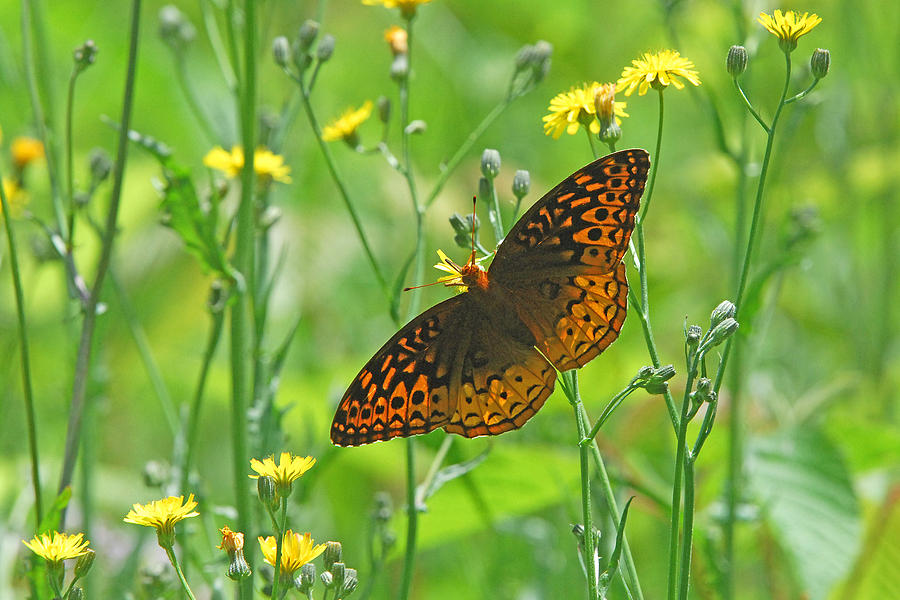 Great Fritillary on Yellow Flowers Photograph by Alan Lenk