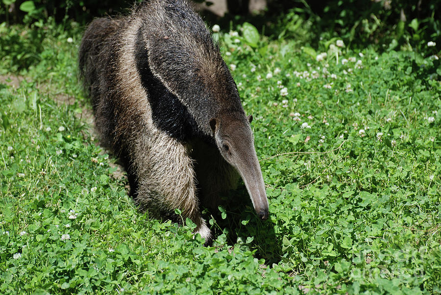 Great Giant Anteater Photograph by DejaVu Designs