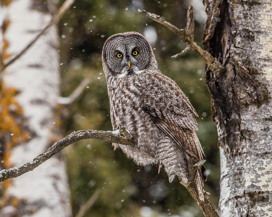 Owl Photograph - Great Gray at Gooseberry Falls by Morris Finkelstein