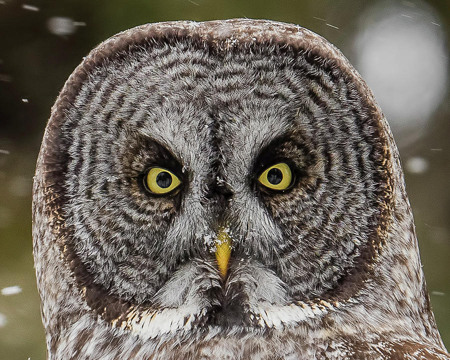 Owl Photograph - Great Gray Close Up by Morris Finkelstein