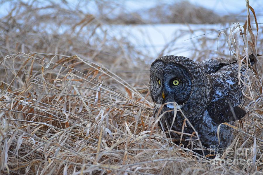 Great Gray on the Hunt Photograph by Steve Brown