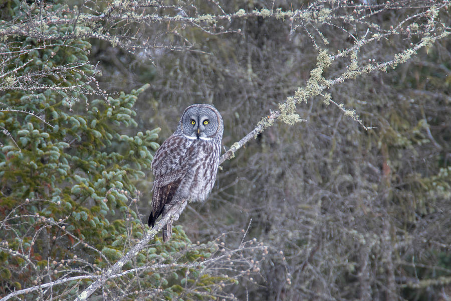 Great Gray Owl 1 Photograph by Brook Burling