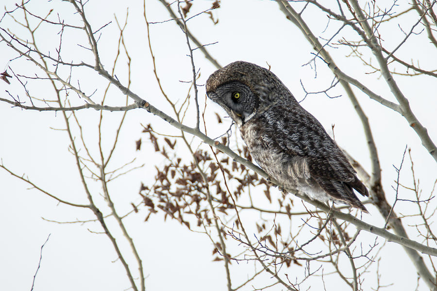 Great Gray Owl 2 Photograph by Brook Burling