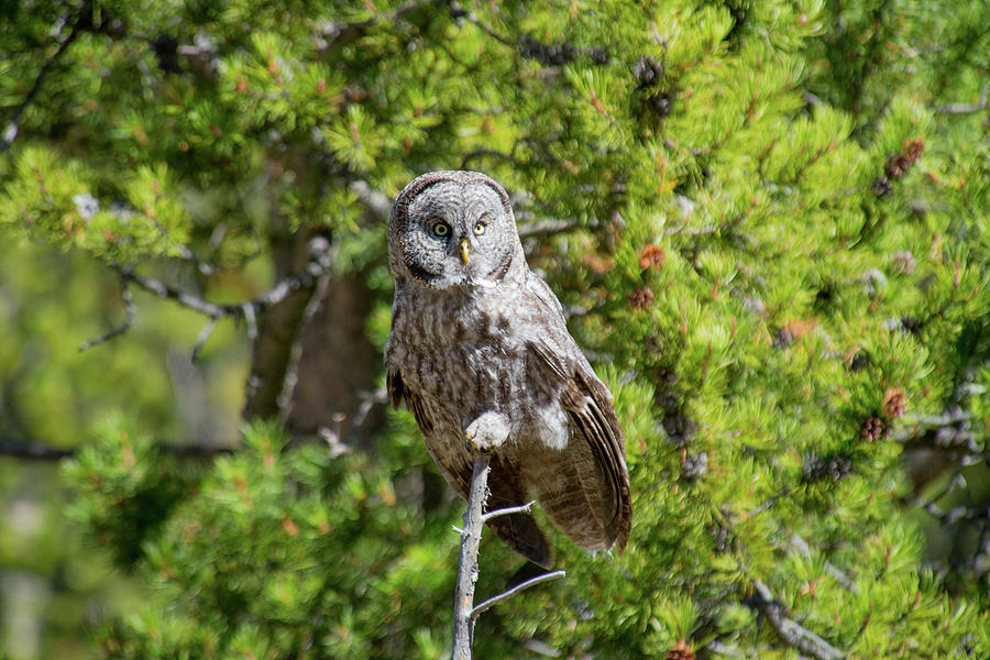 Great Gray Owl 2 Photograph by Frank Madia