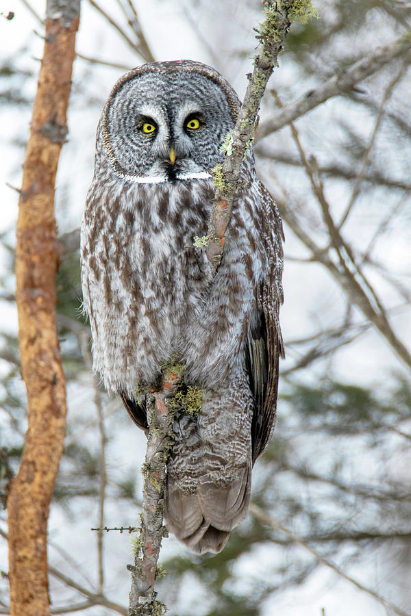 Great Gray Owl 3 Photograph by Brook Burling