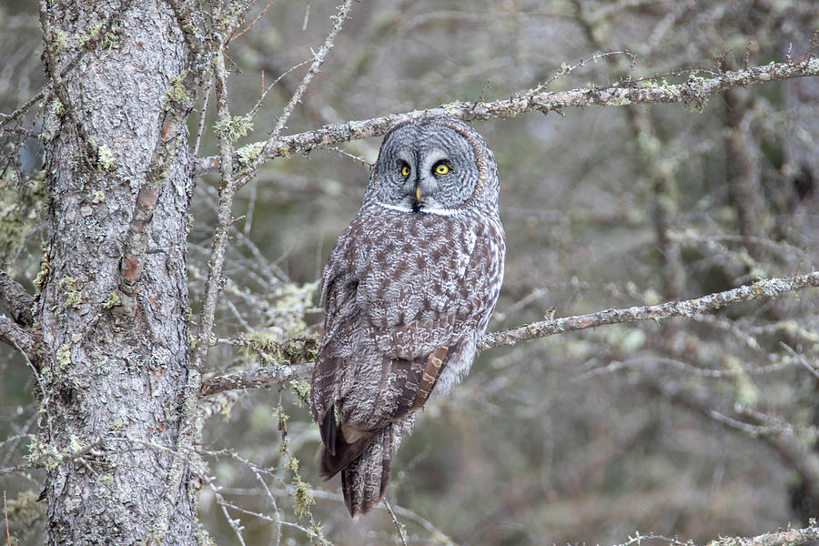 Great Gray Owl 4 Photograph by Brook Burling