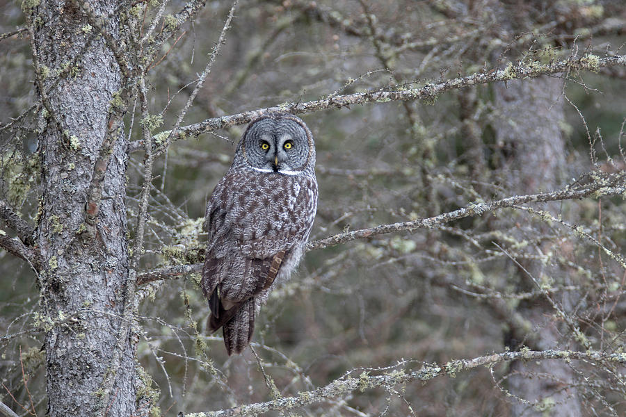 Great Gray Owl 5 Photograph by Brook Burling