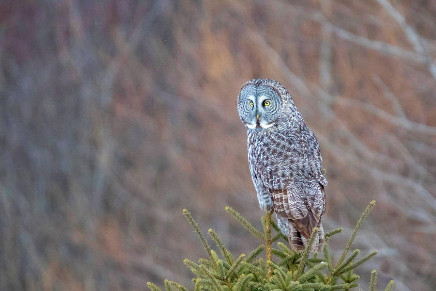 Great Gray Owl 6 Photograph by Brook Burling