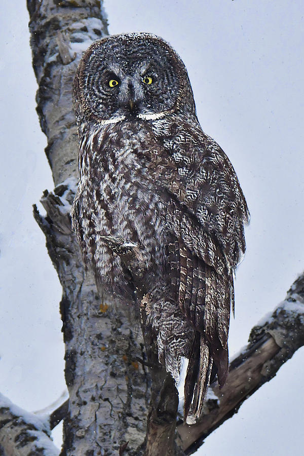 Great Gray Owl Photograph by Alan Lenk