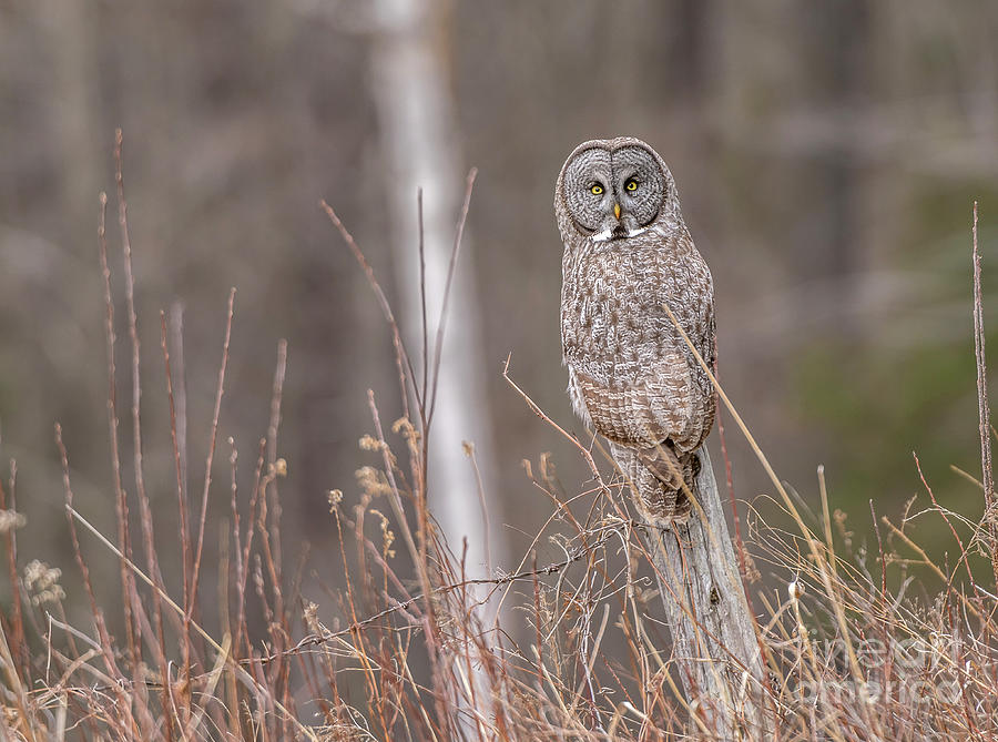 Great Gray Owl  Photograph by Alan Schroeder