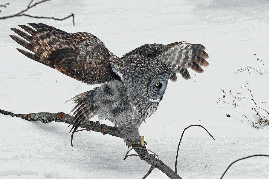 Great Gray Owl Art Photograph by Asbed Iskedjian