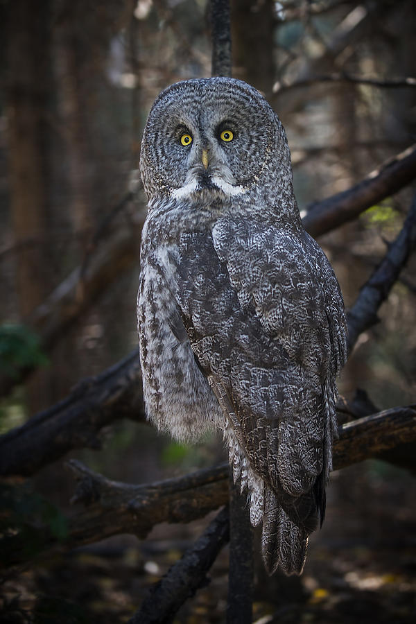 Great Gray Owl Photograph by Bill Cubitt