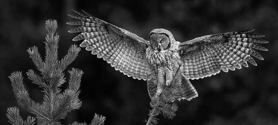 Yellowstone National Park Photograph - Great Gray Owl Black and White by Max Waugh