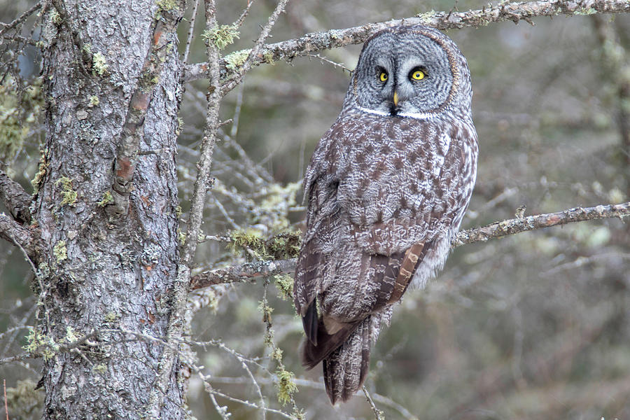 Great Gray Owl Photograph by Brook Burling