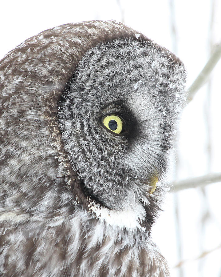 Great Gray Owl Close-up Photograph by Doris Potter