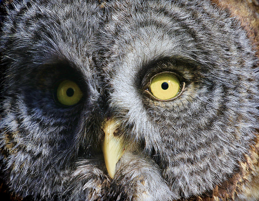 Great Gray Owl Close Up Photograph by Steve McKinzie