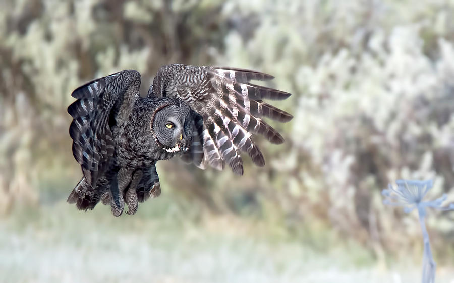 Great Gray Owl Photograph