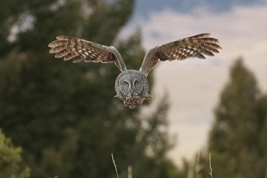 Great Gray Owl - E4I3471 Photograph by Ross Swanson - Fine Art America