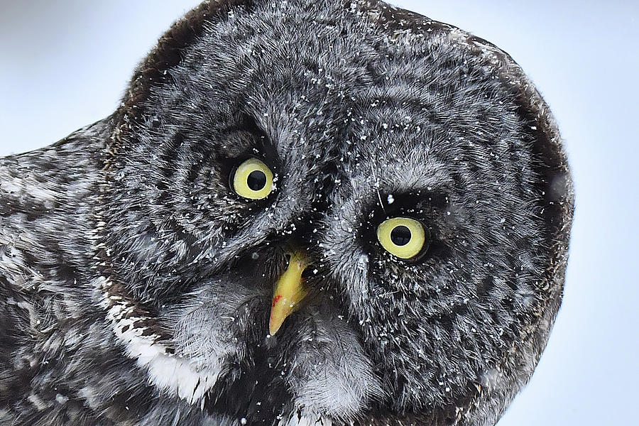 Great Gray Owl Face #2 Photograph by Alan Lenk