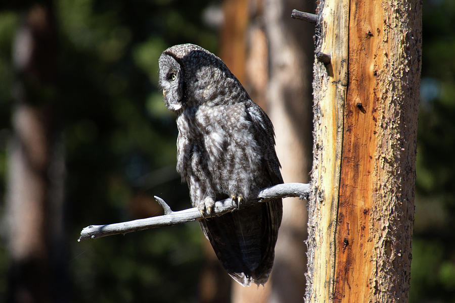 Great Gray Owl Photograph by Frank Madia