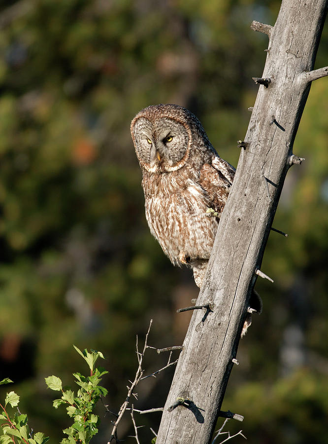 Bird Photograph - Great Gray Owl by George Sanquist