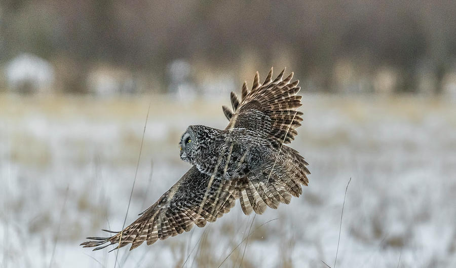 Owl Photograph - Great Gray Owl Hunting At Sunset by Morris Finkelstein