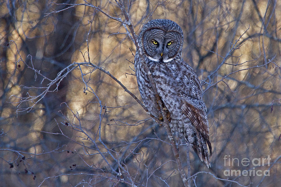Great Gray Owl I Photograph by Butch Lombardi