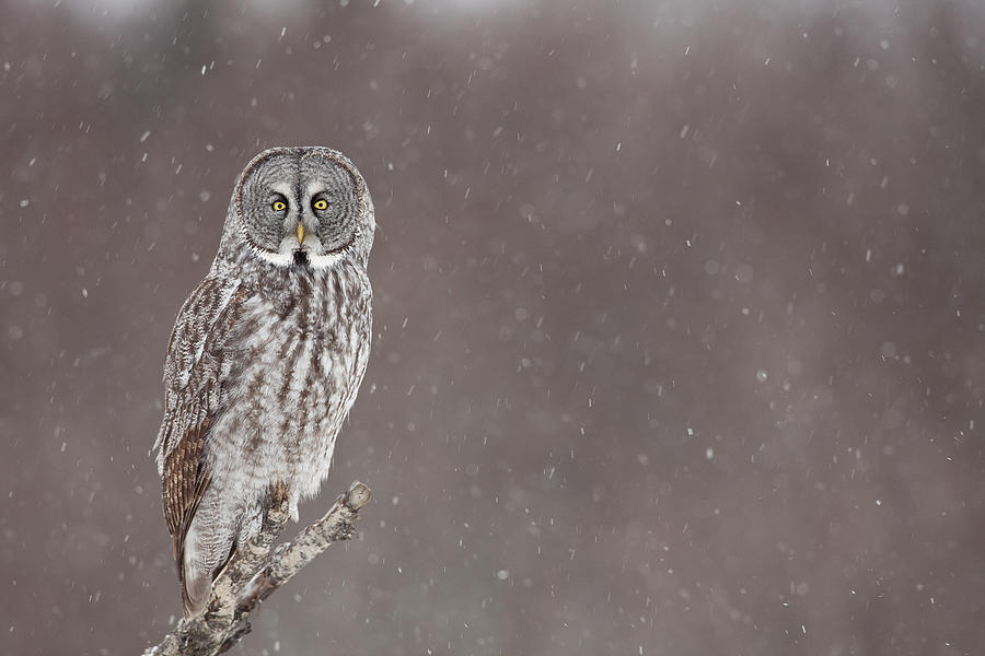 Anchorage Photograph - Great Gray Owl in Falling Snow by Tim Grams