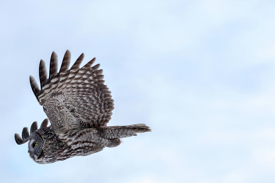 Great Gray Owl in Flight Photograph by Brook Burling