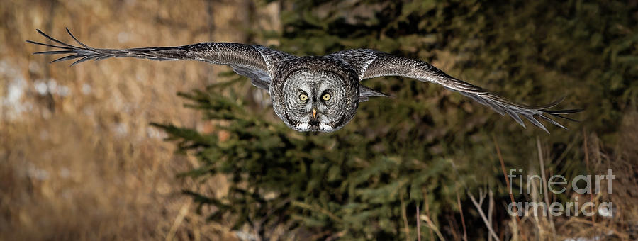 Great Gray Owl in flight Photograph by Rudy Viereckl