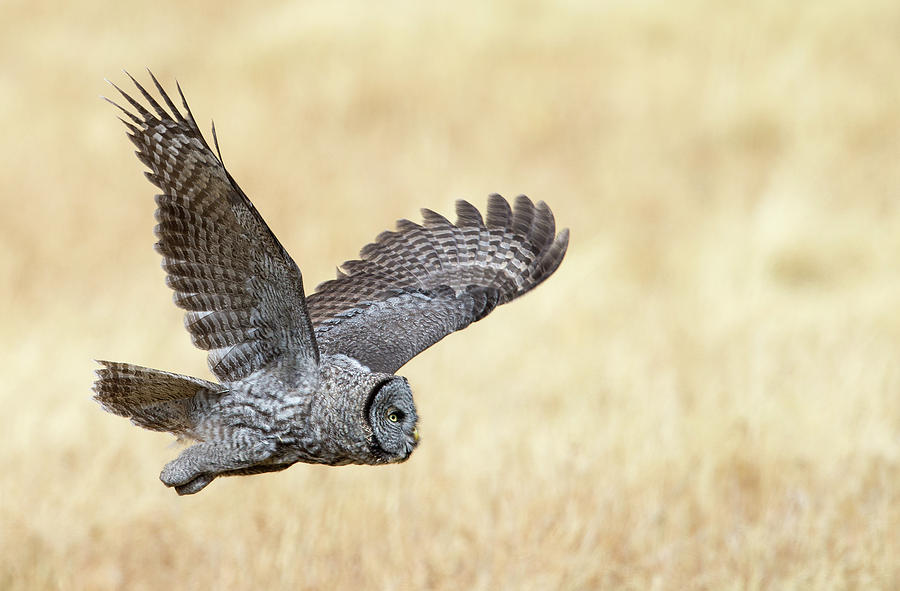 Great Gray Owl in Meadow Photograph by Max Waugh