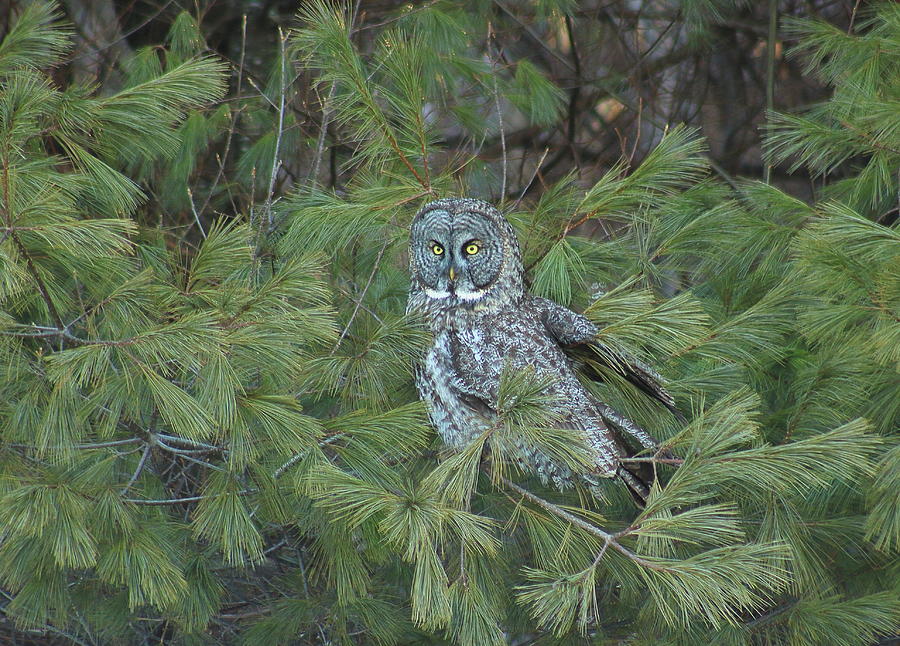 Great Gray Owl in Pine Tree Photograph by John Burk