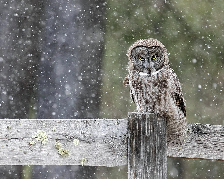 Great Gray Owl in Snowstorm Photograph by John Vose