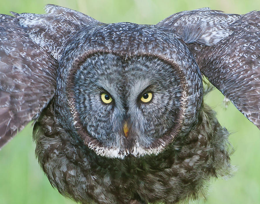 Great Gray Owl Flight Portrait Photograph by Mark Miller