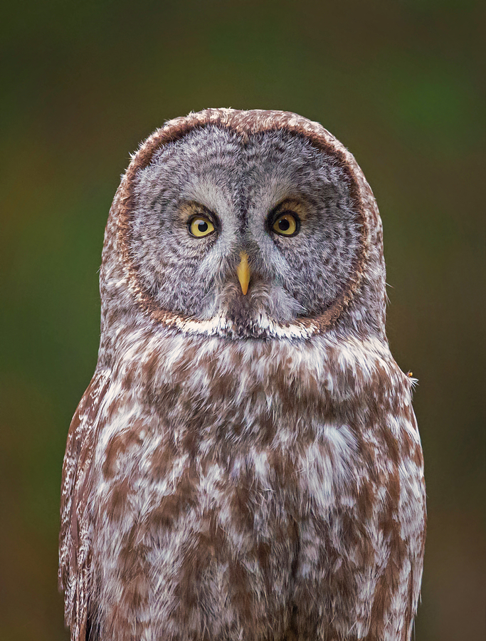 Great Gray Owl Looking at You Photograph by Loree Johnson