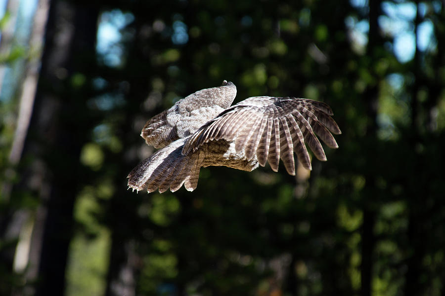 Great Gray Owl Lucky Shot 2 Photograph by Frank Madia