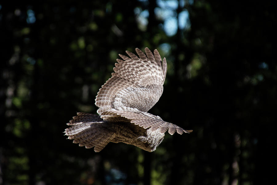 Great Gray Owl Lucky Shot 3 Photograph by Frank Madia