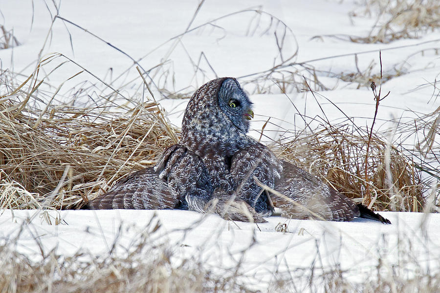 Great Gray Owl Mantling a Kill Photograph by Butch Lombardi