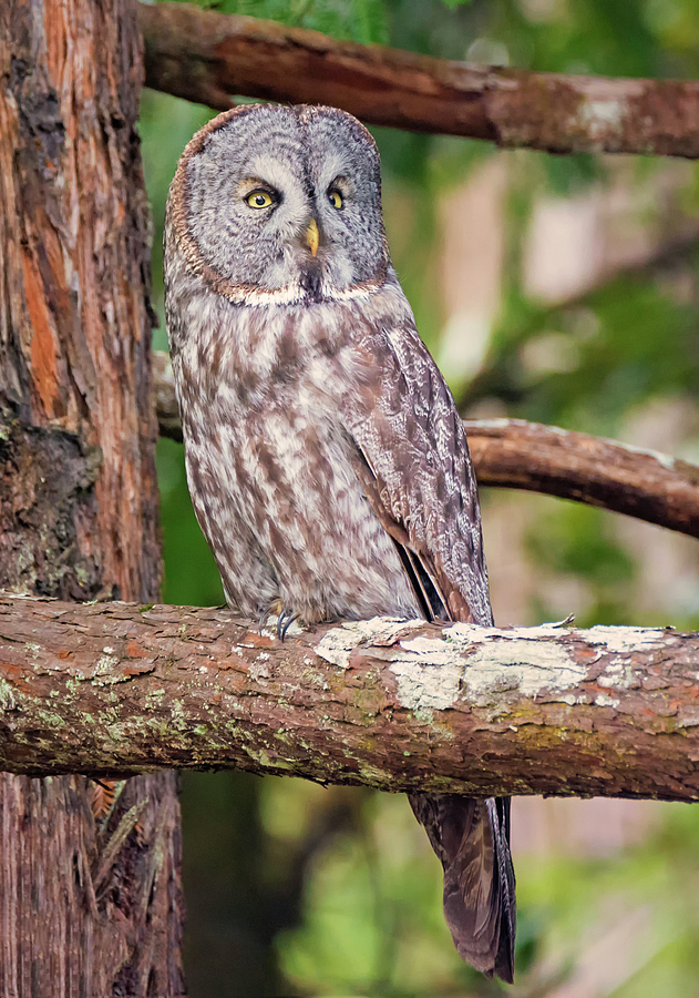 Great Gray Owl on Alert Photograph by Loree Johnson