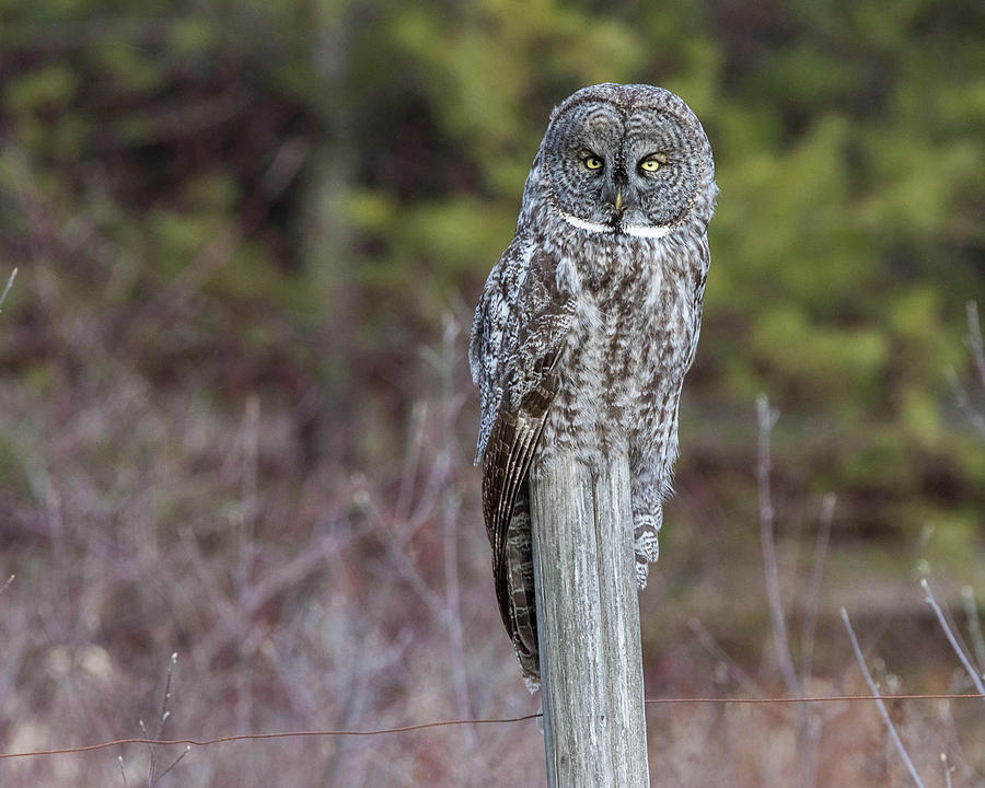 Great Gray Owl on Fence Post Photograph by John Vose