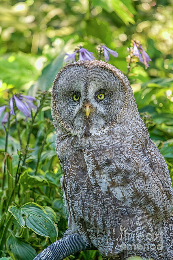 Great Gray owl  in a garden Photograph by Patricia Hofmeester