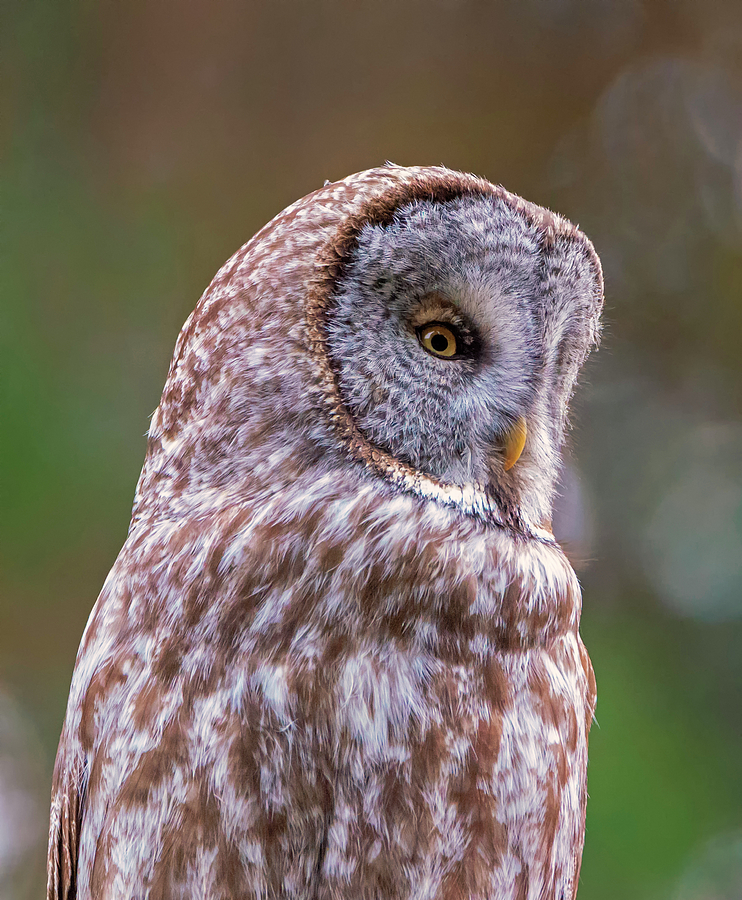 Great Gray Owl Portrait Photograph by Loree Johnson