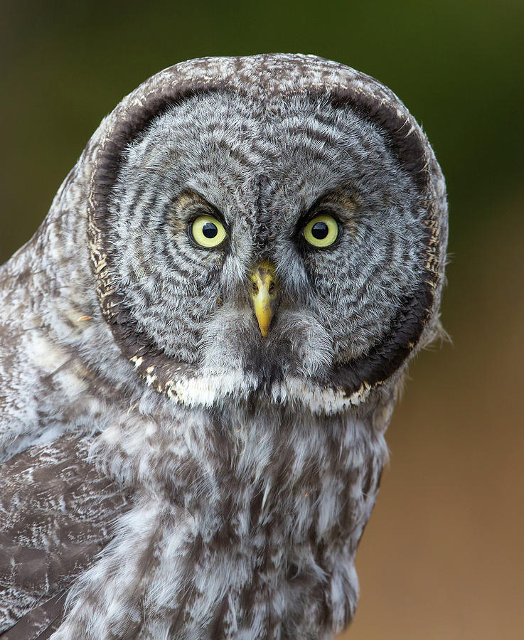 Great Gray Owl Portrait Photograph by Max Waugh