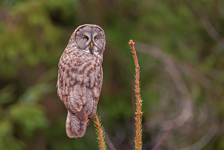Great Gray Owl Pose Photograph by Loree Johnson