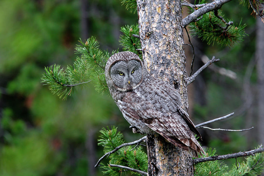 Great Gray Owl Photograph by Ronnie And Frances Howard