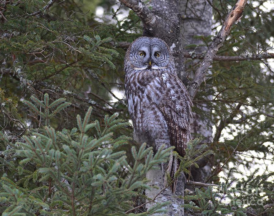 Great Gray Owl Photograph by Steve Brown
