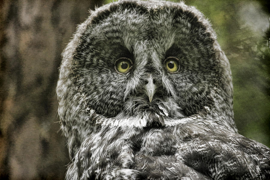 Owl Photograph - Great Gray Owl by Steve McKinzie