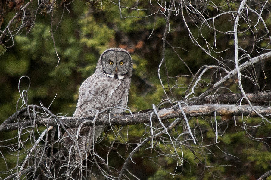 Great Gray Owl Photograph by Steve Stuller