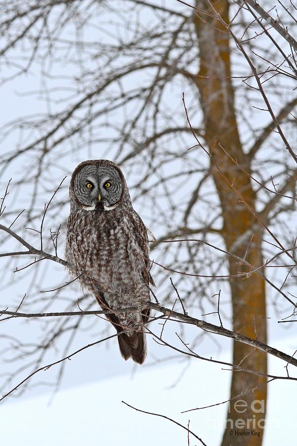 Great Gray Owl your news and weather at 11 Photograph by Heather King